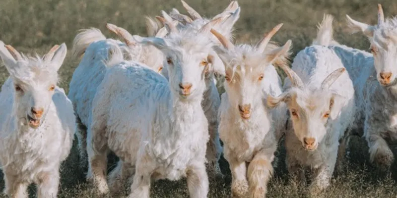 Aid by Trade Foundation Expands ARAWA Animal Welfare Assessments Under The Good Cashmere Standard®